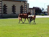 Poneys : concours d élégance à Saint Lô