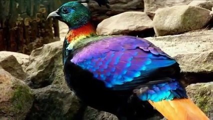 những loài chim đẹp nhất thế giới.