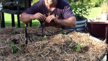 Growing Kale Planting Demo in a Raised Garden Bed