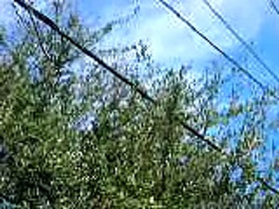 Mockingbird mocking