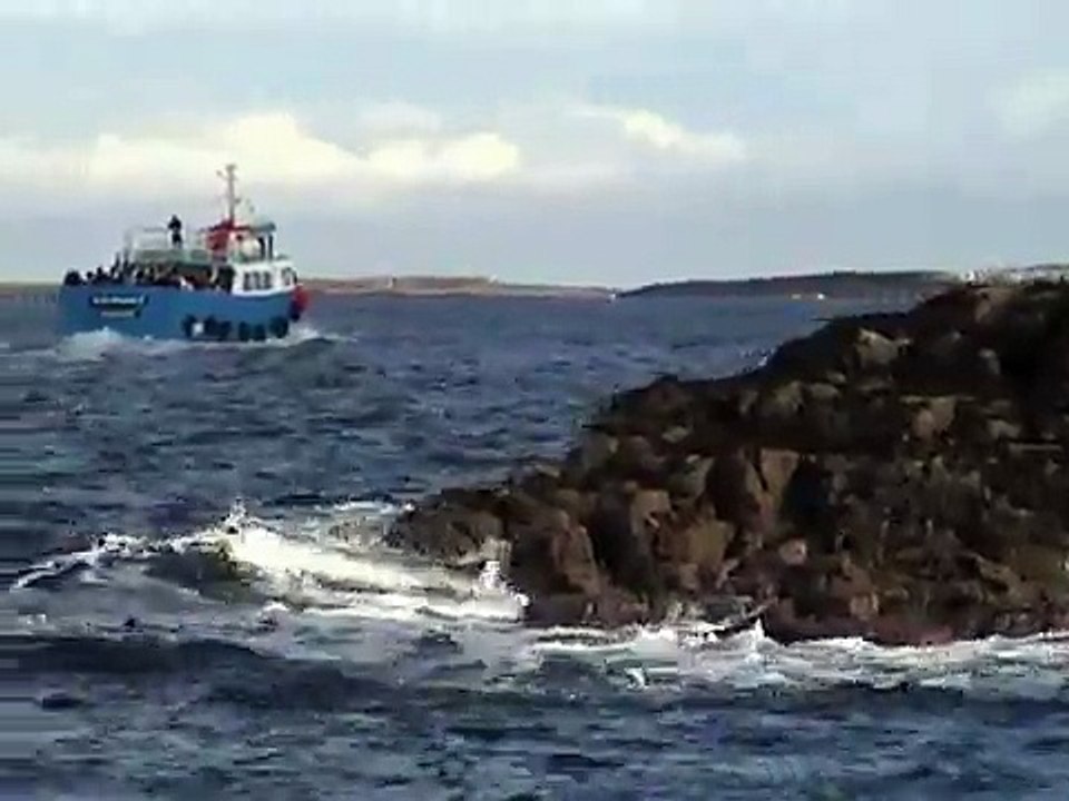 Grey Seals