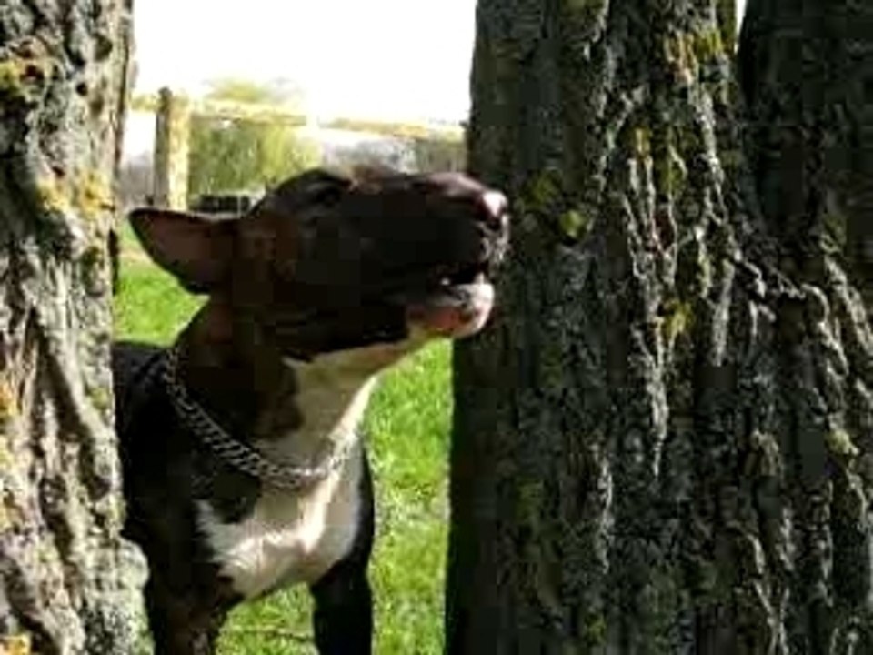 THE bull terrier