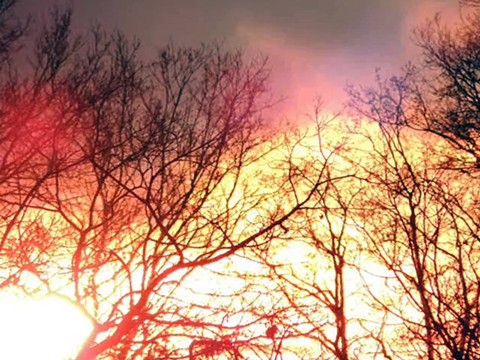 Wild Horses © Anja Meyer