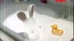 Rayman Raving Rabbids - Bunnies don't like taking a bath