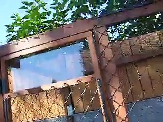 Black Throat Monitor Hades eating a XL RAT!!!