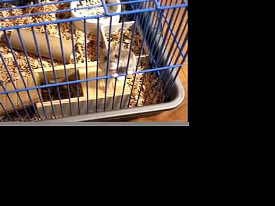 Asshole Hamster