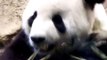 Giant Panda - The Super Extreme Close Up Video