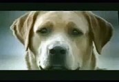 Dog in love - betrayed - very funny banned commercial