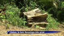 La course au Kevazingo, bois sacré du Gabon