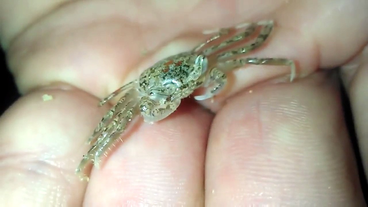 Ghost crab..