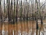 Congaree Forest in Winter (S. Carolina, January 2007)
