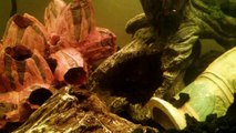 Green spotted puffer fish and African cichlids