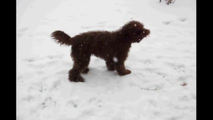 Labradoodle Crosby... First snow jump!