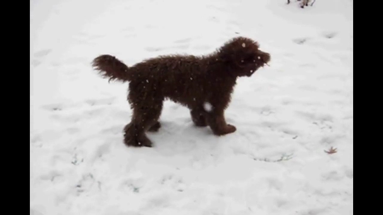 Labradoodle Crosby... First snow jump!
