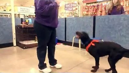 Pop - Labrador Retriever/German Shorthaired Pointer Mix - Wag Animal Rescue