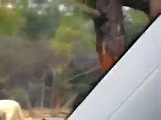 من يتمنى بان يخرج له هذا الاسد الكبير؟