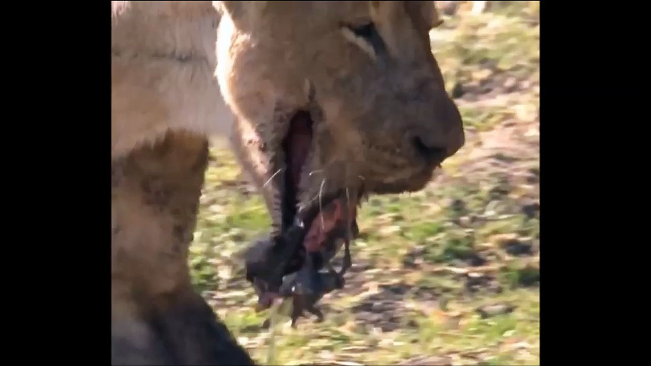 【閲覧注意】カバとの戦いに敗れてアゴを砕かれてしまったメスライオン