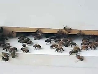Bees summer cleaning