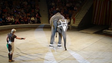 The elephant plays a lip harmonic. Слон играет на губной гармошке.