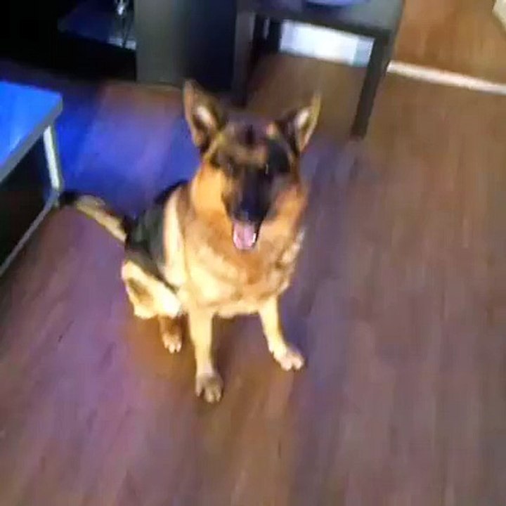 I Guess This Dog Just Loves To Party!?syndication=228326