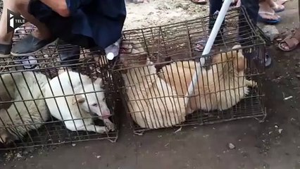 Yulin: le festival de la viande de chien a débuté malgré l'opposition