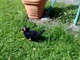 Yorkshire terrier 3 months