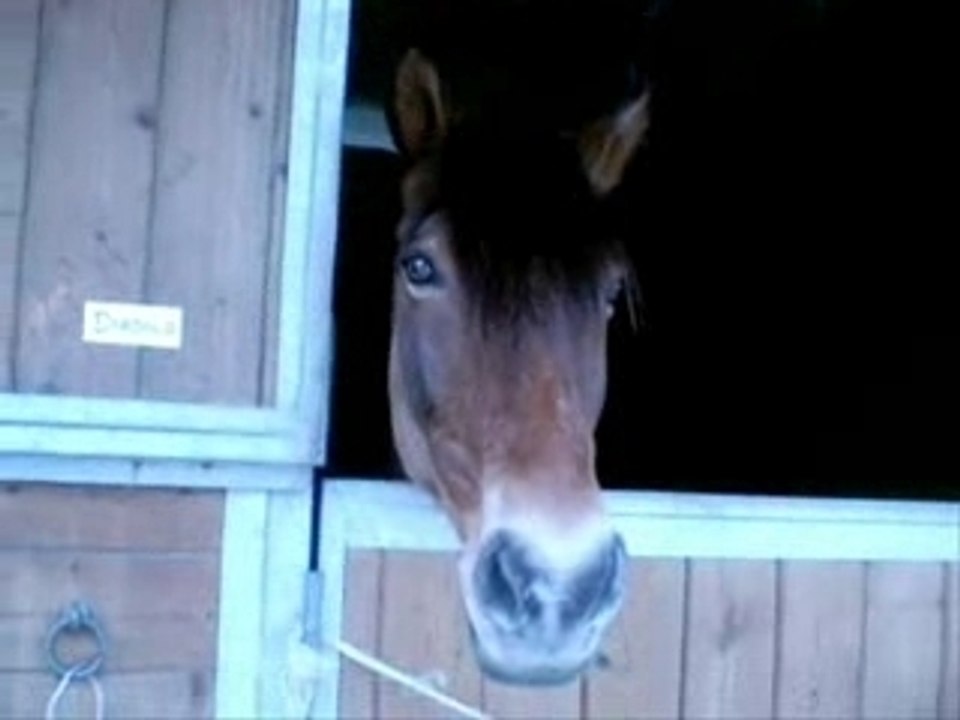 Poneys de Chatou et Conches