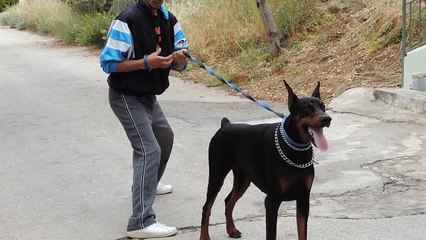 Ντοπερμαν εκπαιδευση στη σωματοφυλακη,Alpha dogs