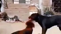 fights between roosters with black dog vicious and savage . funny video