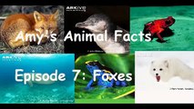 Amy's Animal Facts: Foxes