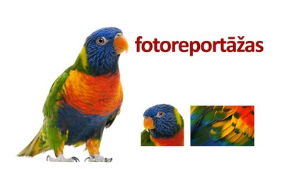 Ka pareizi iedot tableti kaķim mājas apstākļos?