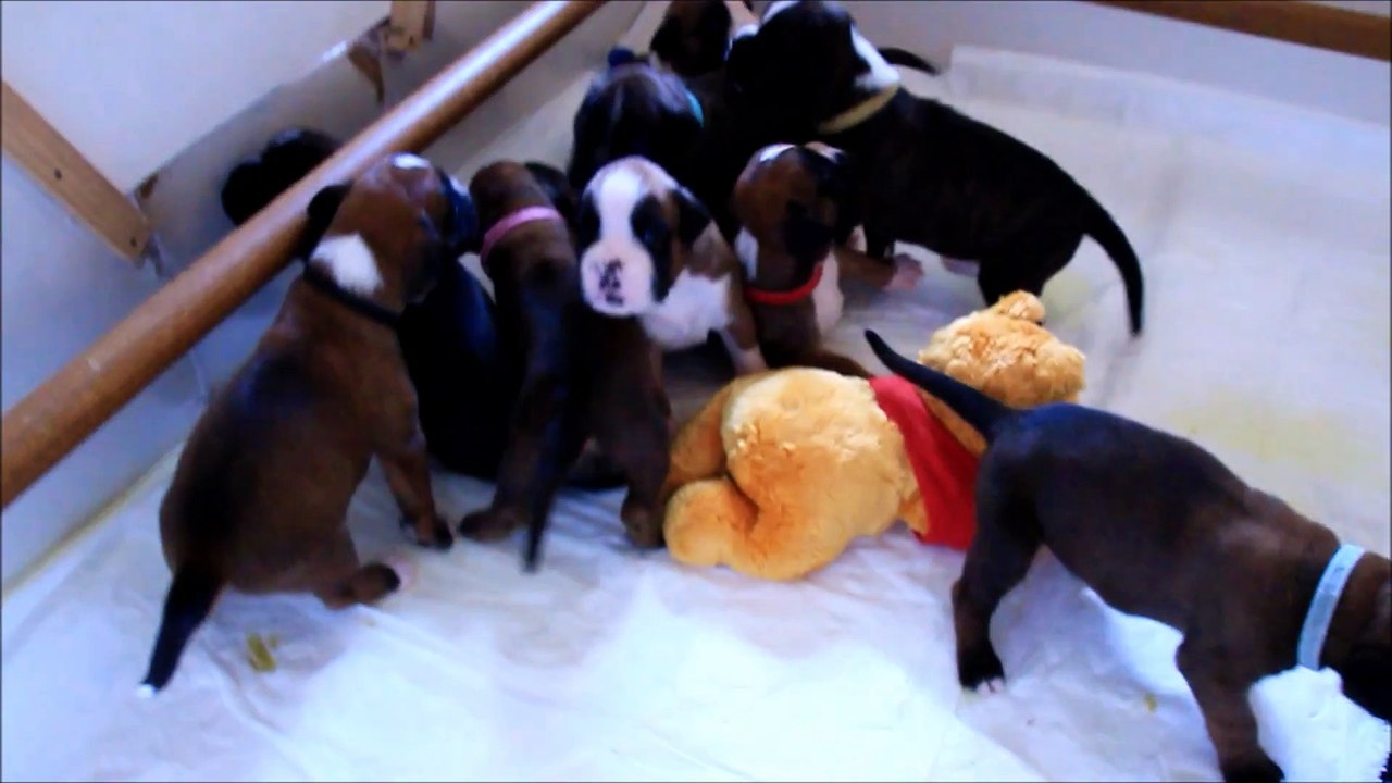 Les mini Steppois à 19 jours, 2015-06-21, (IOWA du RANCH de la RIVIERE ESPERANCE X GIOTTO du DOLON / Portée des "L" 2015)