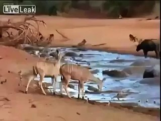 Yavru Babunu Kapan Timsaha Diğer Babunlardan İnanılmaz Saldırı