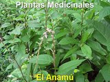 remedios caseros con plantas medicinales - el Anamu