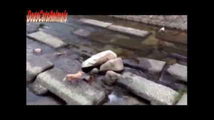Funny Dogs Playing Fetch By Themselves (2014)