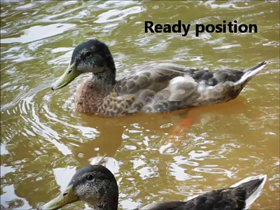 Ducks Fight For Food, Mallard Wildlife Ducklings Watersports by ducks fighting. It screams.