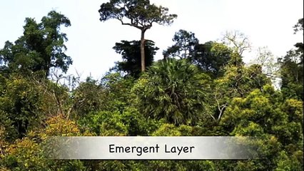 Exploring Life within the Layers of the Rainforest