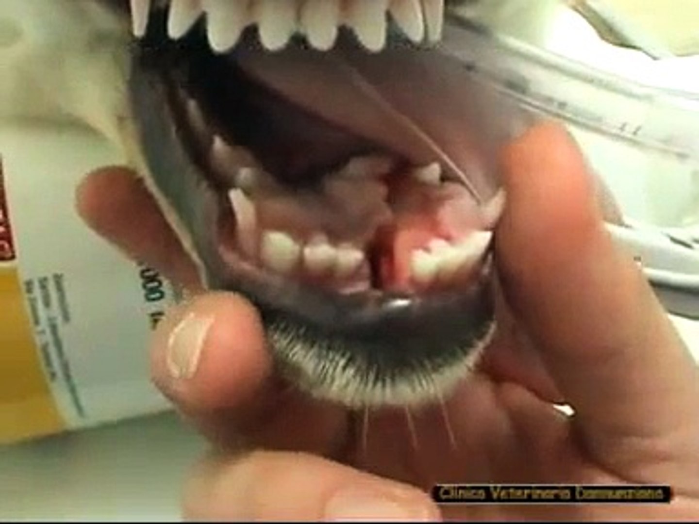 Riduzione lussazione anca e frattura sinfisi mandibola cane - video  Dailymotion