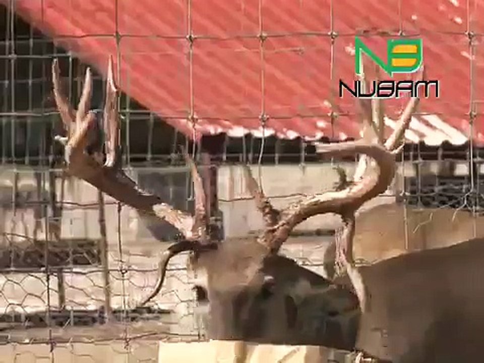 NUBAM El Mejor Alimento para Fauna Spot 2010