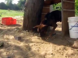 crazy dog כלב משוגע נגד צב. dog vs. turtle