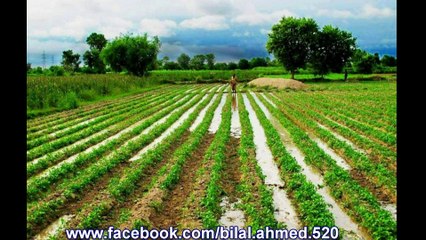 TARBELA DAM GHAZI BILAL AHMED