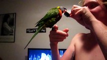 Rainbow Lorikeet does happy lid dance