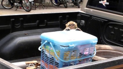 Thieving monkeys in the city. - They steal everything drink coke, milk and other.