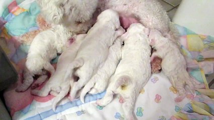 Safe Haven Bichon and Friends Rescue - Frieda and her 2 week old puppies