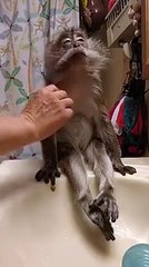 Monkey Takes Bath
