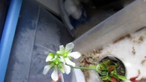 How to pollinate venus fly trap