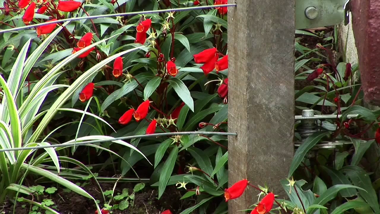 Fazenda Capela Nova - Gado Jersey
