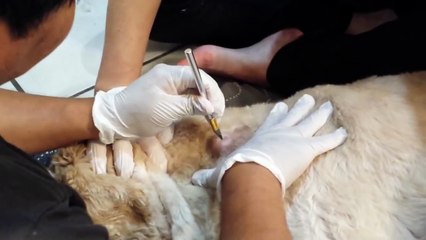 Large dog cyst exploding