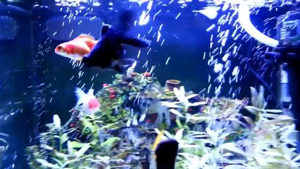 Aquarium BOYU MT-50 fresh water / Aquario BOYU