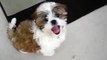 [Shih Tzu] Cute puppy Jumping